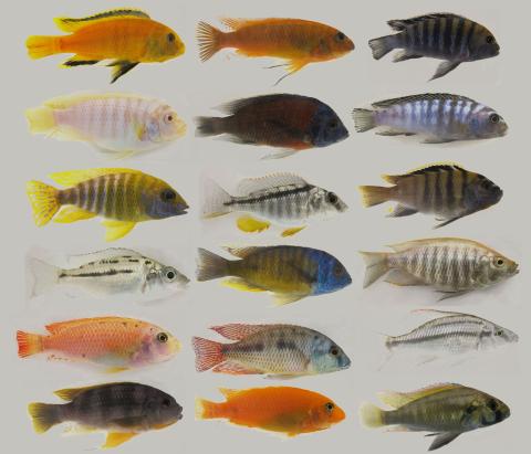 Male cichlid fish