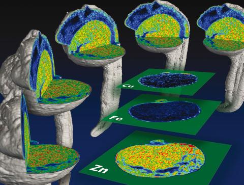 3D imaging of transition metals in the zebrafish embryo