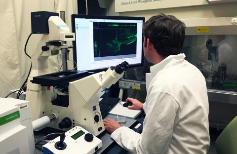 Studying cells