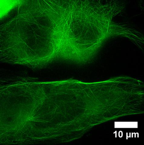 Microtubular structure
