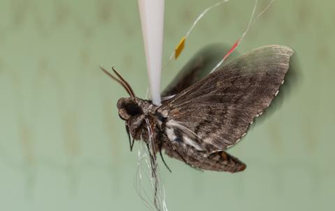 Recording signals from a hawk moth flapping its wings