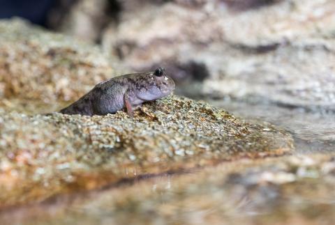 Mudskipper