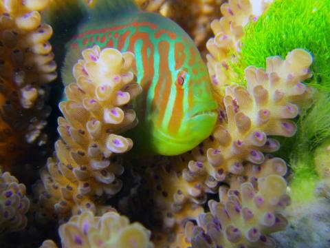 Mutualistic fish