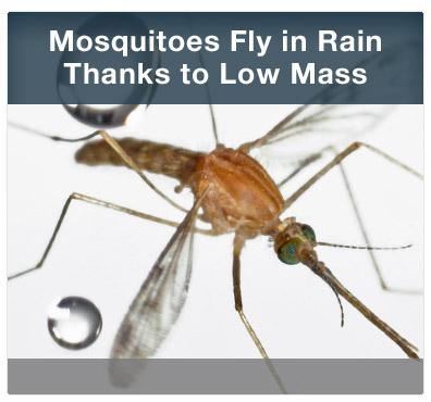 Feature Image: Mosquitoes Fly in Rain Thanks to Low Mass