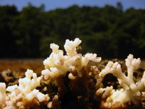 Pocillopora coral dying
