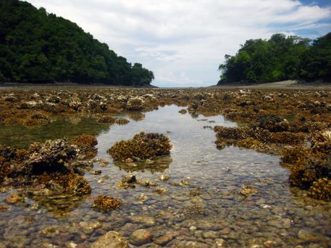 Exposed coral reef in Panamá