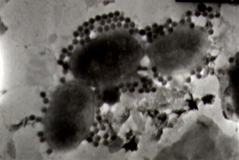Virus to microbial cell ratio
