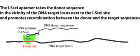 Cartoon of a bifunctional oligonucleotide