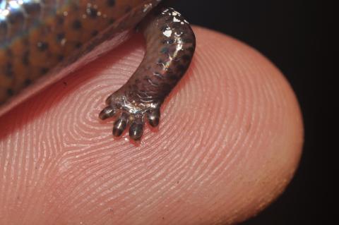 Closeup of a Brachymeles kadwa leg on a person’s finger. 