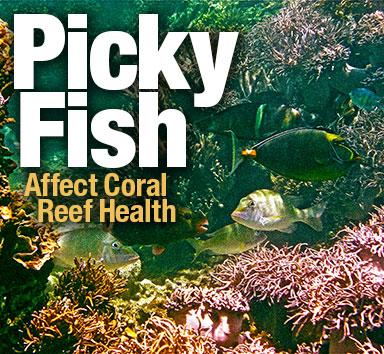 Picky Fish - Rotator
