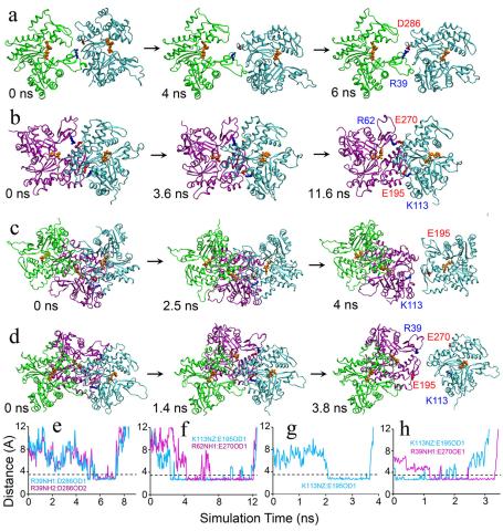 Protein Progression in Actin