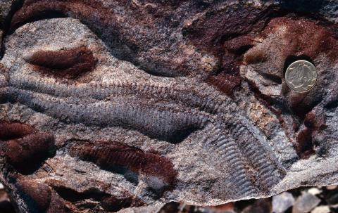 Pteridinium fossil oxygen level evolution