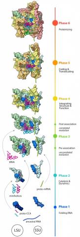 The evolution of the ribosome, illustrating growth of the large (LSU) and small (SSU) subunits, first as separate units and eventually as parts of a whole.