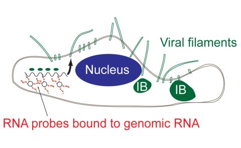 RSV RNA binding