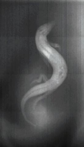 X-ray of Sandfish Swimming