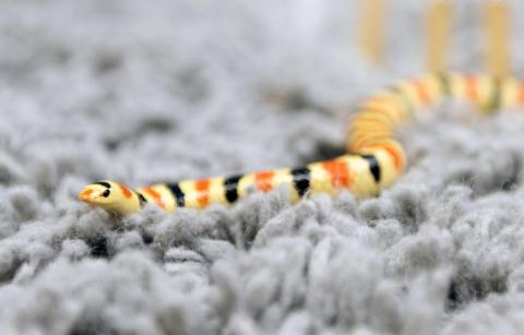 Western Shovel-nosed snake