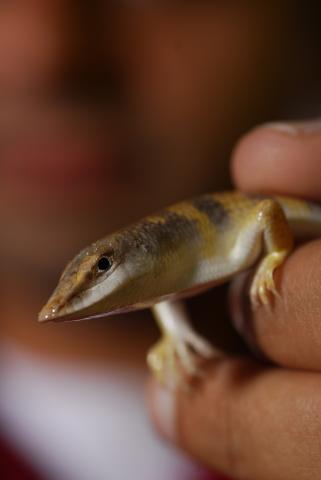 Research Horizons - Snakes - sandfish