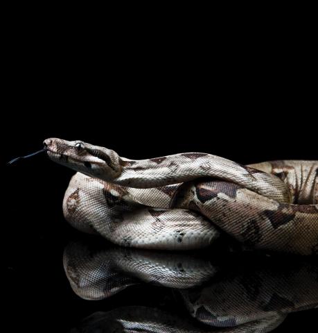 research Horizons - Snakes - visualizing snakes