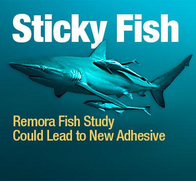 Sticky Fish - rotator