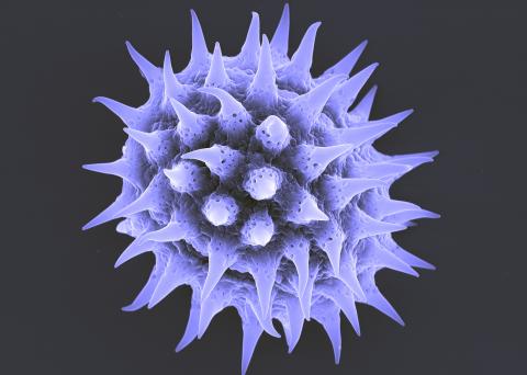 Sunflower pollen