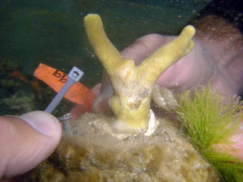 Effects of seaweed