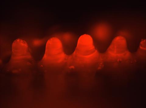 Dissolving microneedles after on minute.