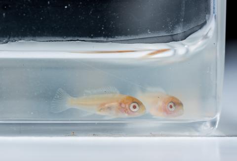 Juvenile Lake Malawi cichlids