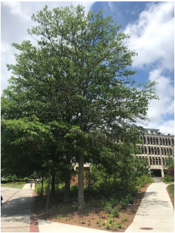 picture of tree to be removed in August 2019 due to disease