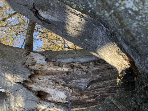 pic of decay on tree on North Avenue to be removed Feb 2020