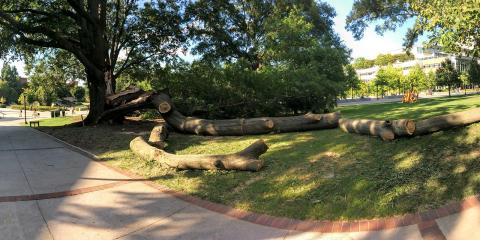 Willow Oak in pieces