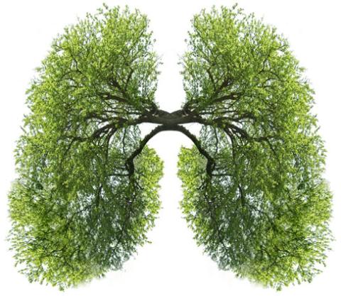 Breathe Easy