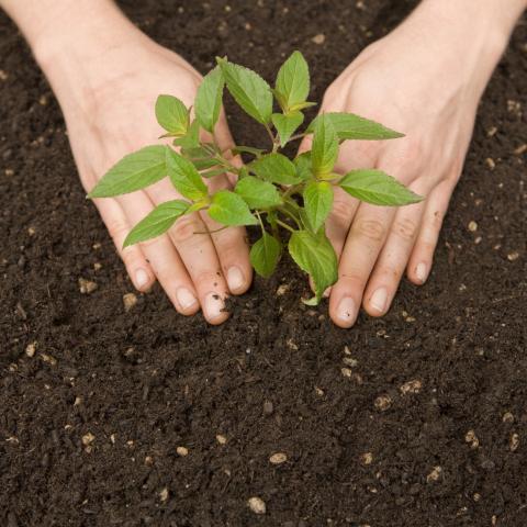 Planting a Tree