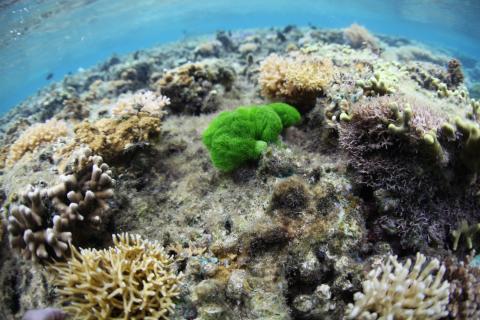 Seaweed prevents coral growth.