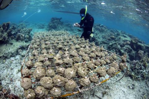 Coral being studied in racks