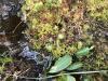 A close up of water-saturated Sphagnum moss covering a bog floor
