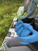 A closeup of a member of the research team holding a piece of Sphagnum moss