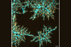 aqua blue snowflake yeast under the microscope