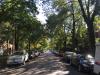 One point perspective shot of a suburban street with a healthy tree canopy cover. Eric Fischer, CC BY 2.0 <https://creativecommons.org/licenses/by/2.0>, via Wikimedia Commons