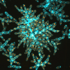 A snowflake-y clump of yeast cells