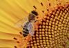 bee on sunflower