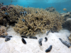 An underwater photo of several sea cucumbers and fish surrounding coral.