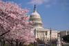 Capital Building with cherry blossoms