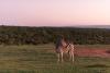 A zebra stands on an open field with a line of trees behind it and a pink sky above