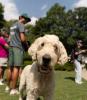 Max, Paul Kohn's dog, at an event on Georgia Tech's campus.