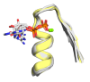Schematic representation of cofactor-bound Walker A P-loops. 