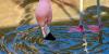 flamingo looking in water