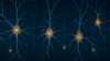 Neuron