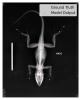 Lizard x-ray