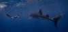 Whale shark in the ocean. 