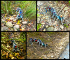A centipede based multi-legged robot exhibiting locomotion on rugged landscapes